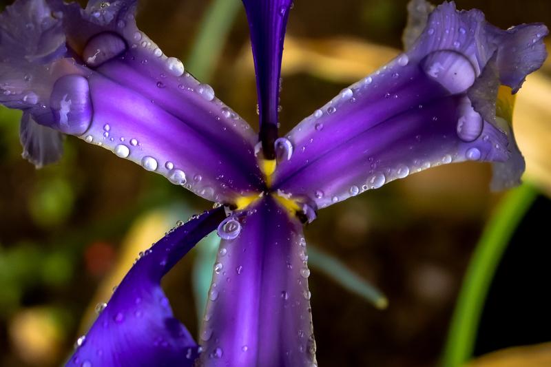 Blue Iris